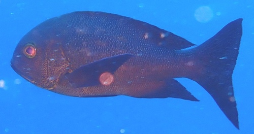 Macolor macularis