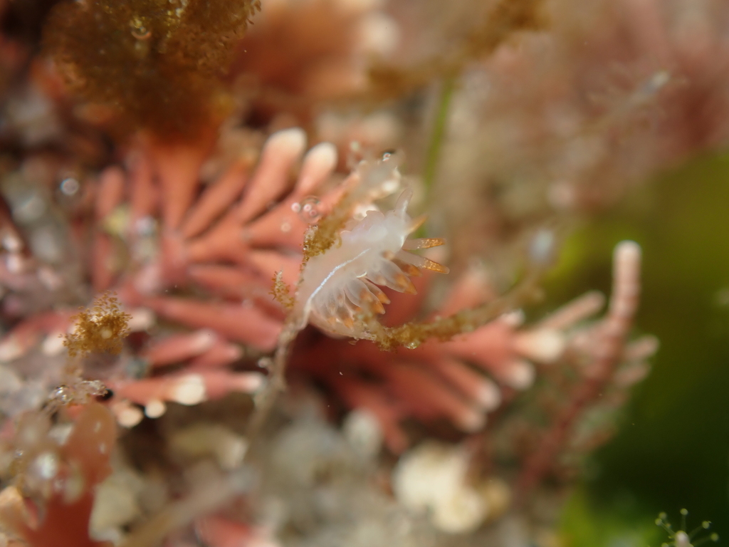 blue-patch aeolis