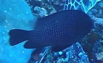 Dascyllus trimaculatus
