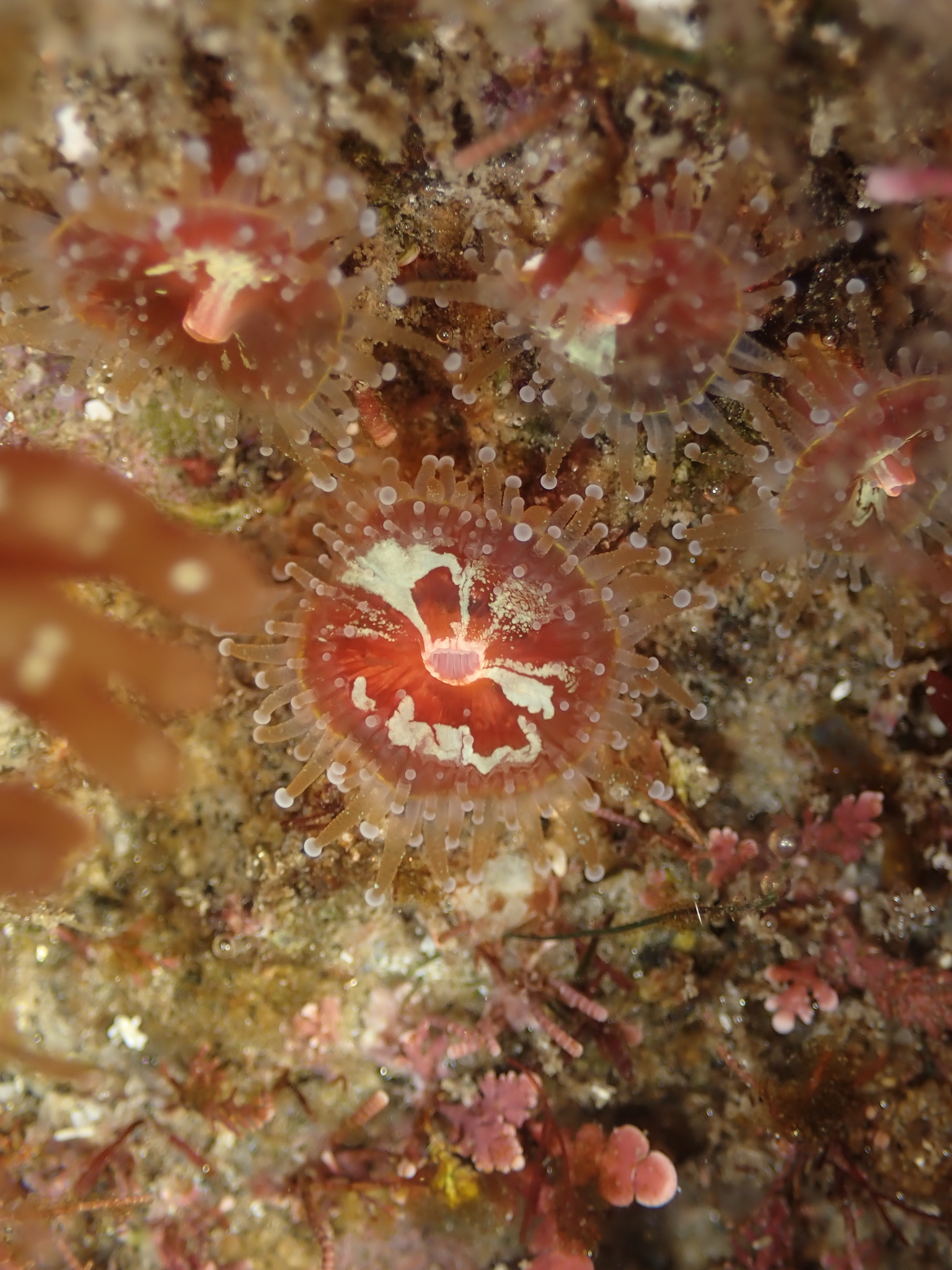 Corynactis californica Carlgren, 1936