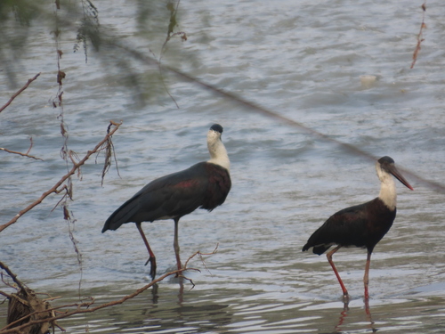 iNaturalist: (c) Shilpa Gadgil, some rights reserved (CC BY-NC), uploaded by Shilpa Gadgil iNaturalist image