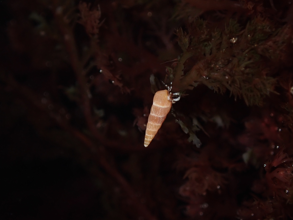 Turbonilla tenuicula