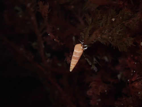 Turbonilla tenuicula