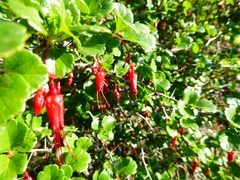 Ribes speciosum
