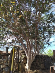 Psidium friedrichsthalianum