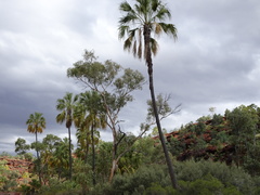 Livistona mariae