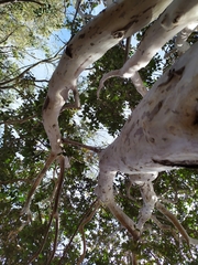 Psidium friedrichsthalianum