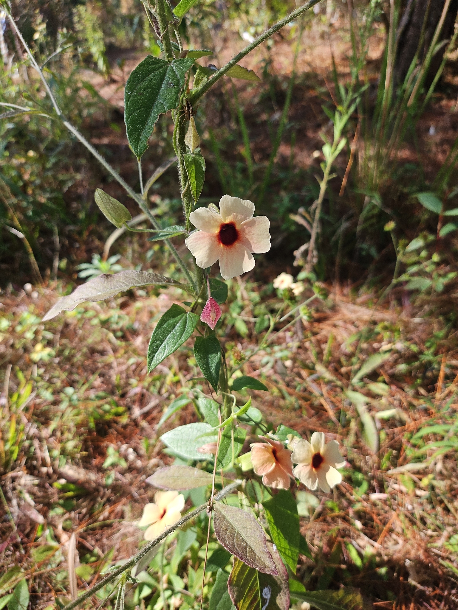 Thunbergia alata (Thunbergia alata)
