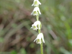 Spiranthes torta
