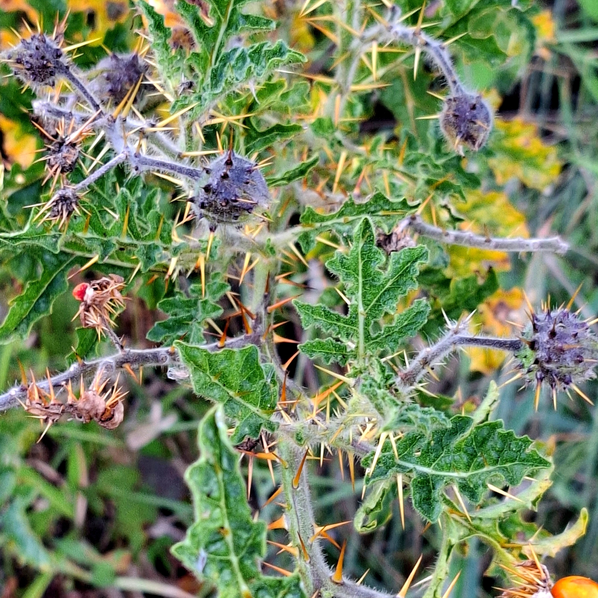 Solanum sisymbriifolium