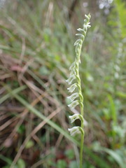 Spiranthes torta