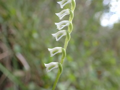 Spiranthes torta