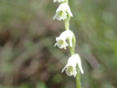 Spiranthes torta