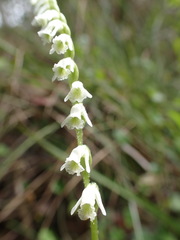 Spiranthes torta