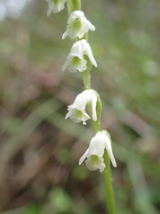 Spiranthes torta