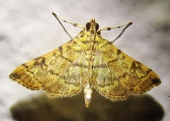 Apogeshna stenialis