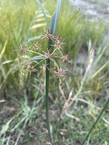 Cyperus malaccensis, photograph 4