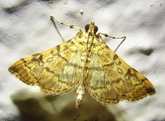Apogeshna stenialis