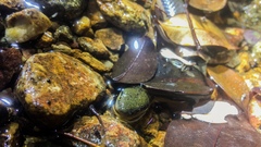 Opisthotropis lateralis