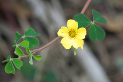 Oxalis