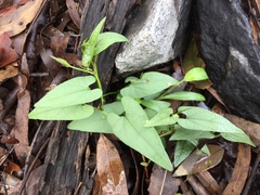 Aristolochia meridionalis