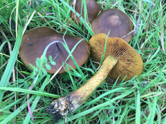 Cortinarius thiersii