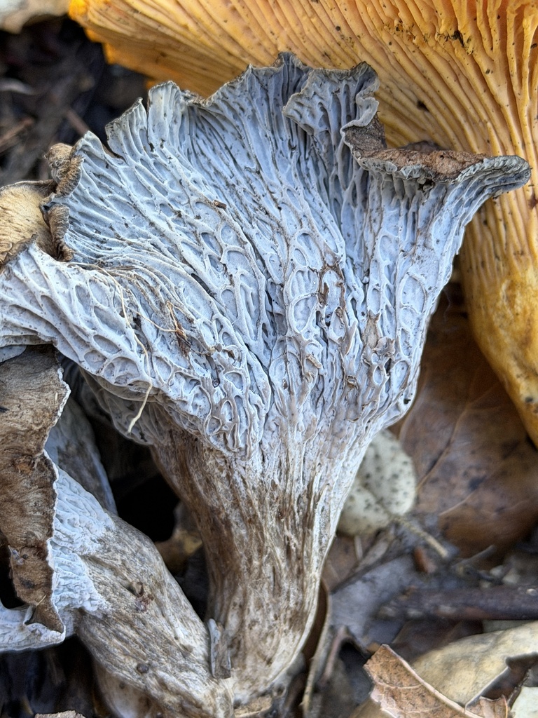 Craterellus atrocinereus