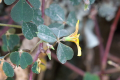 Oxalis