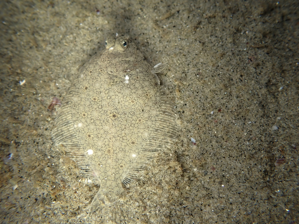 Diamond turbot (Hypsopsetta guttulata) — Pleuronectidae