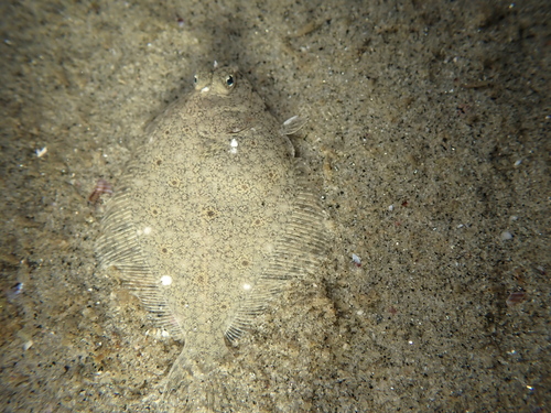 Diamond turbot (Hypsopsetta guttulata) — Pleuronectidae