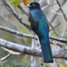 Green-backed Trogon - Photo (c) Allen Chartier, some rights reserved (CC BY-NC), uploaded by Allen Chartier