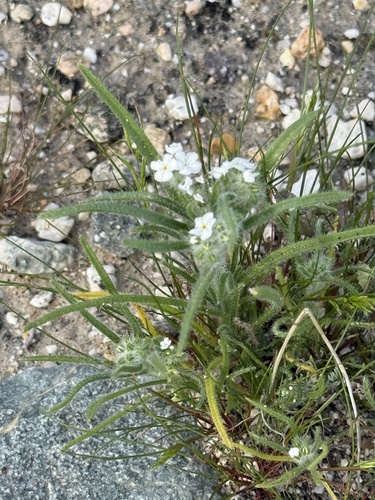 iNaturalist observation photo of narrow-leaved cryptantha