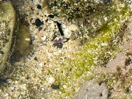 Bathygobius cocosensis, 2026-01-25