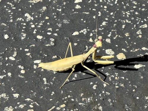 iNaturalist observation photo of Mediterranean Mantis