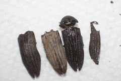 Polycesta arizonica