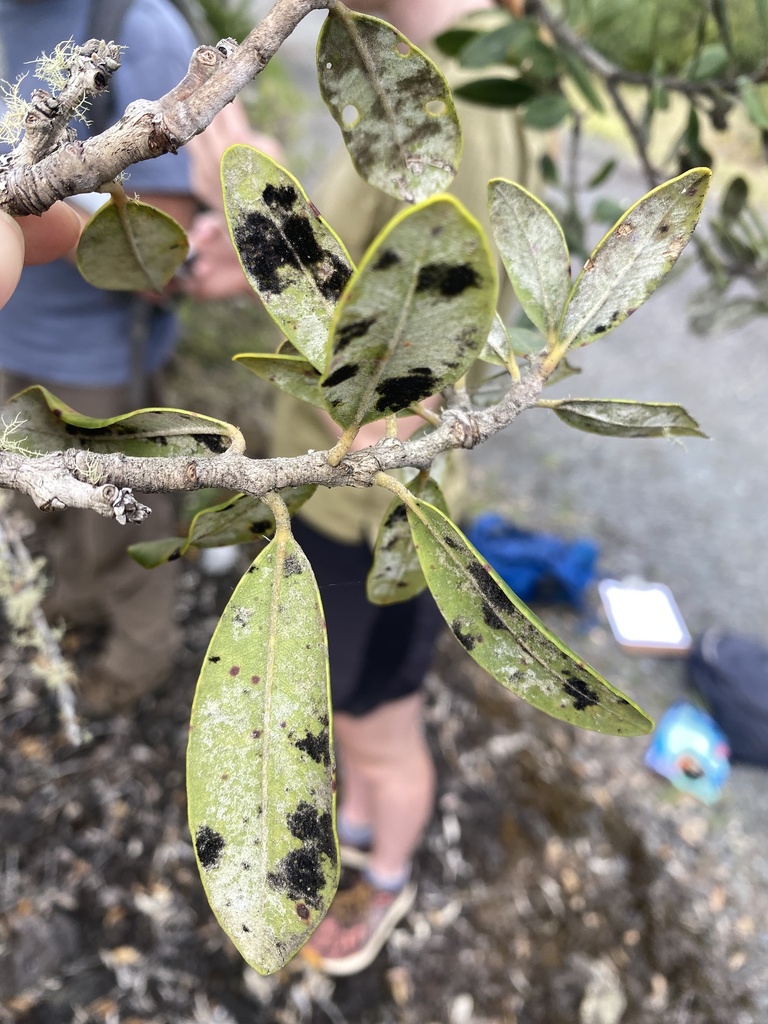 Meliolinaceae
