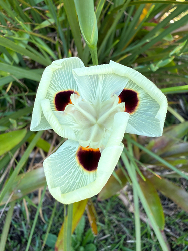 Dietes bicolor, 2026-01-25