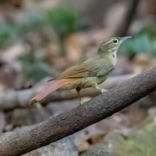 Rufous-rumped Foliage-gleaner (Neophilydor erythrocercum), photo 5