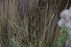Ephedra americana