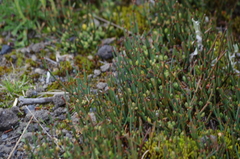 Ephedra americana
