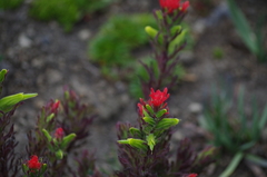 Castilleja fissifolia