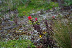 Castilleja fissifolia