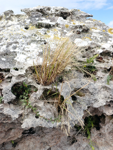 Coastal Wind Grass (Lachnagrostis littoralis)