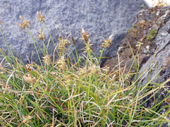Carex cephalotes