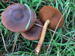 Cortinarius thiersii