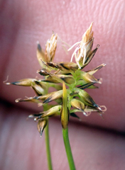 Carex cephalotes