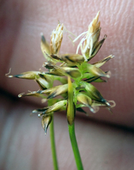 Carex cephalotes