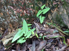 Aristolochia meridionalis