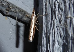 Orocrambus flexuosellus