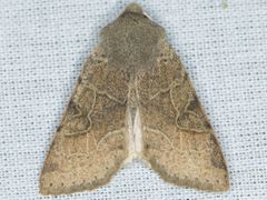 Orthosia behrensiana